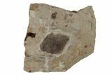 Fossil Plant Leaf - McAbee, BC #277743-1